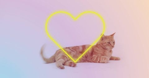 Ginger cat under heart neon fixture for international cat day