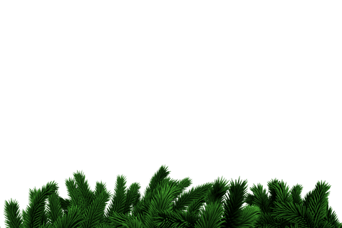 green fir tree branch border on transparent background - Download Free Stock Videos Pikwizard.com