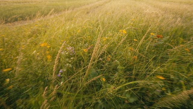 Sunlit meadow swaying grasses and wildflowers at golden hour, pastoral calm