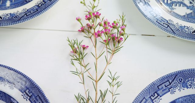 A sprig of delicate pink flowers lies across a white wooden surface, adorned with blue-patterned ceramic plates, with copy space. The contrast between the floral element and the intricate plate designs creates a charming and rustic aesthetic.