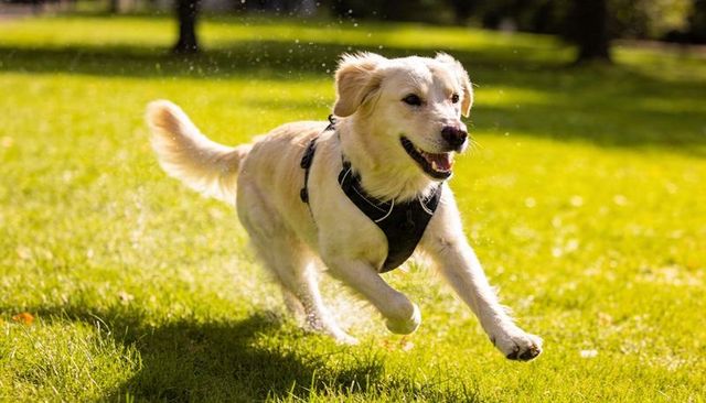 Golden retriever sprinting through sunlit park wearing black harness, water droplets flying