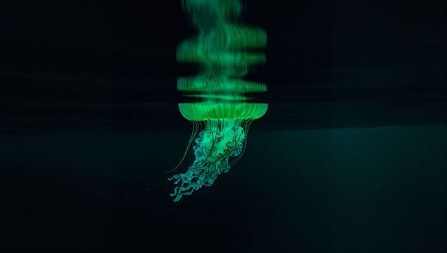 Bioluminescent Jellyfish Glowing in Dark Aquarium Water