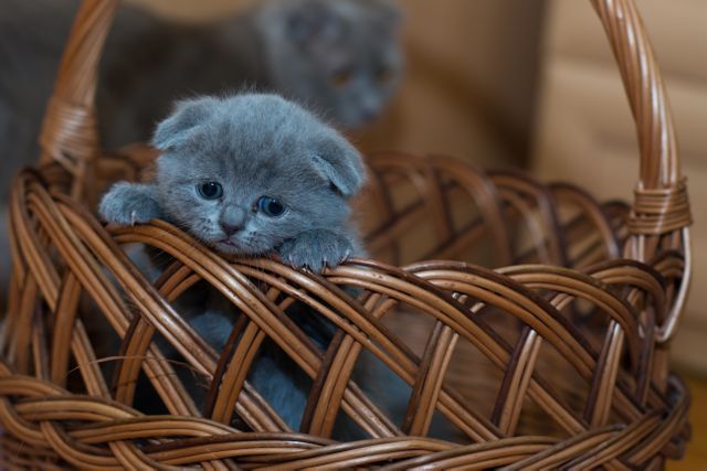 Adorable Grey Kitten in Wicker Basket with Blurry Background - Download Free Stock Photos Pikwizard.com