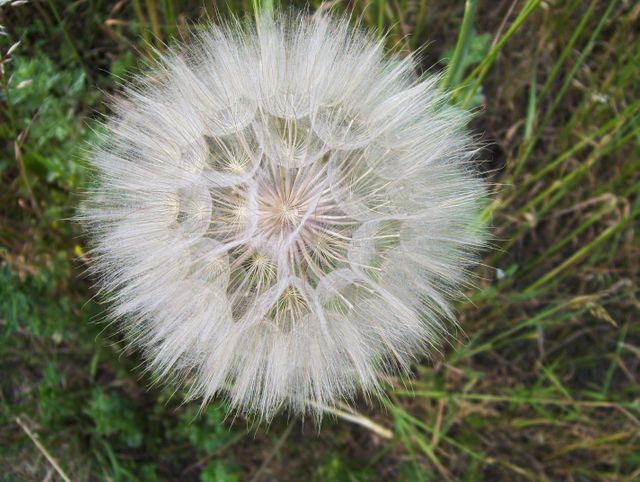 Closeup view of a dandelion seed head with delicate white seeds ready for dispersal. Ideal for use in botanical studies, nature blogs, educational materials, and environmental awareness campaigns.