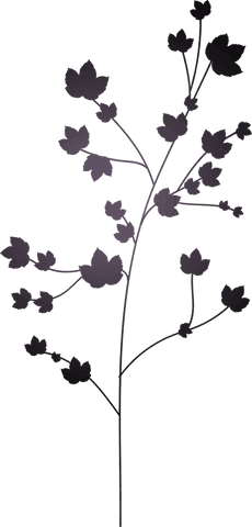 elegant transparent botanical silhouette branch illustration - Download Free Stock Videos Pikwizard.com