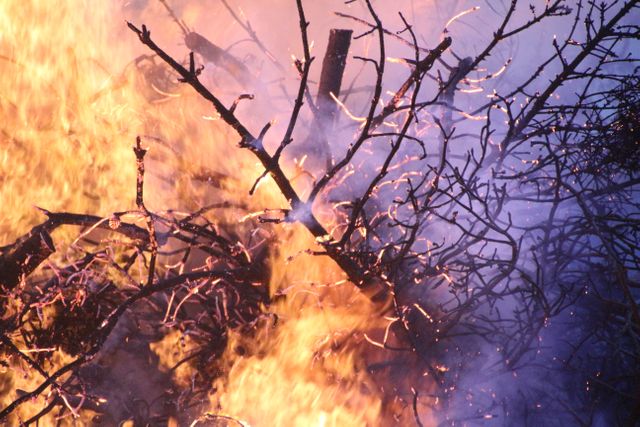 Blazing Fire Consuming Dry Tree Branches - Download Free Stock Photos Pikwizard.com