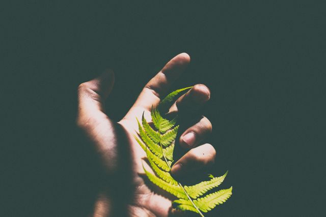 Person holding fern leaf against dark background creates strong contrast ideal for promoting nature, eco-friendly themes, or botanical content. Useful for blogs, websites, social media, and educational materials focusing on natural elements and environmental awareness.