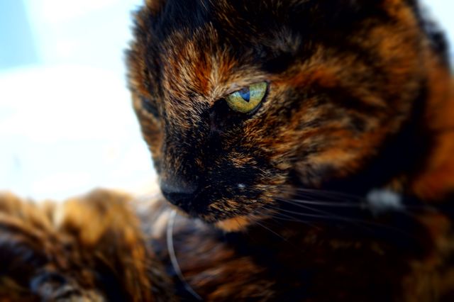 Close-up portrait of a tortoiseshell cat with striking green eyes. Ideal for use in pet care articles, feline medical and health brochures, or promoting animal rescue and adoption programs.