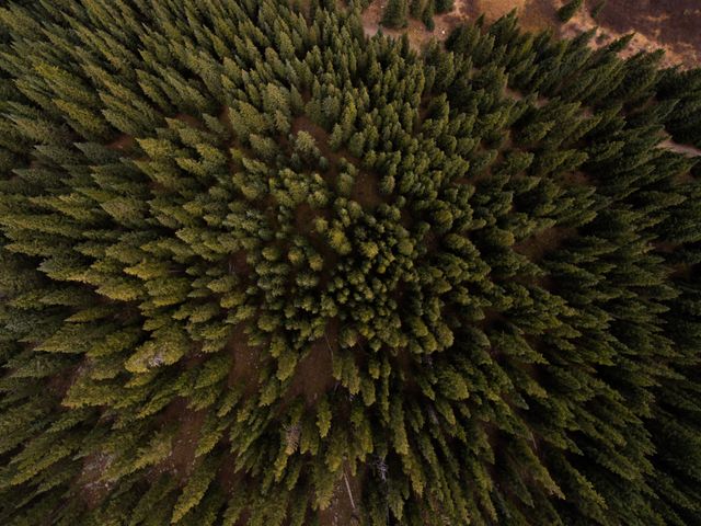 Aerial view capturing a dense pine forest with varying shades of green, showcasing the beauty and diversity of nature. Suitable for use in environmental campaigns, nature documentaries, travel brochures, and any projects aiming to promote conservation and the appreciation of natural landscapes.