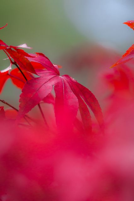 Close-up view of vibrant red maple leaves showcases the beauty of autumn foliage. Perfect for use in seasonal displays, nature magazines, and as wall decor in both home and office settings. Captures the essence of fall and highlights the stunning color transformations of this iconic season.