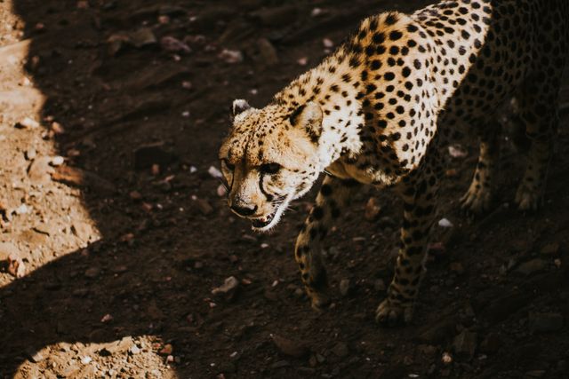 Cheetah Walking On Rocky Soil in Sunlight - Download Free Stock Photos Pikwizard.com
