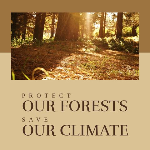 Sunlight Filtering Through Forest With Environmental Message - Download Free Stock Templates Pikwizard.com