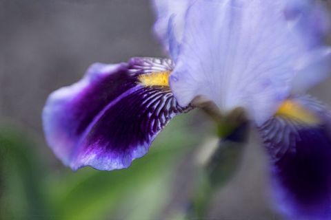 Close-up of vibrant purple iris in bloom