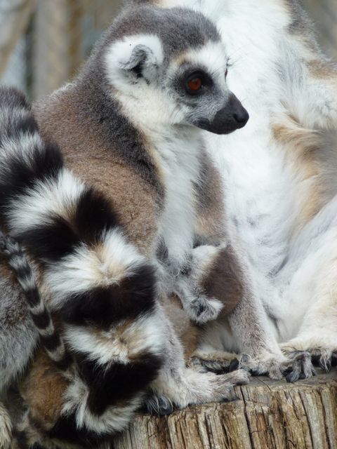 Baby lemur clinging to mother in a natural habitat. Ideal for nature documentaries, wildlife conservation campaigns, educational materials, and animal-themed designs.