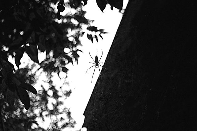 Close-up of a spider perfectly centered on its web against natural lighting. Black and white photography emphasizes the intricate details and contrast between light and dark areas, making it an ideal image for themes related to nature, wildlife, and the beauty of outdoor scenes. Can be used for educational materials, posters, artistic presentations, or promoting understanding of arachnid behavior.