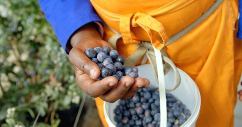 Hand Holding Freshly Picked Blueberries Agricultural Harvest - Download Free Stock Images Pikwizard.com