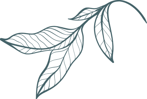 transparent minimalistic leaf line art illustration - Download Free Stock Videos Pikwizard.com