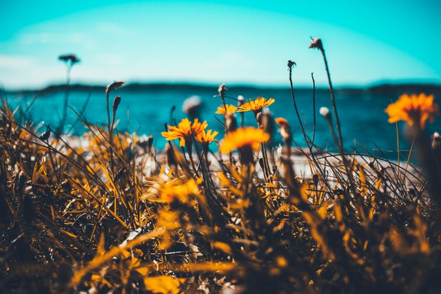 Bright yellow flowers resting in a meadow with a clear blue sky and ocean in the background, captured on a sunny day. Ideal for websites, social media posts, or print media related to nature, outdoor activities, or summer themes.