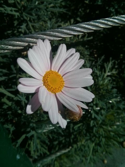 Single White Daisy in Bloom with Green Foliage Background - Download Free Stock Photos Pikwizard.com
