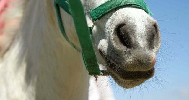 This close-up captures the detailed texture of a horse's muzzle adorned with a green halter. Ideal for use in websites, equine healthcare content, veterinary services, animal care blogs, and farm-related advertisements, it emphasizes the beauty of horses and the importance of equine equipment.