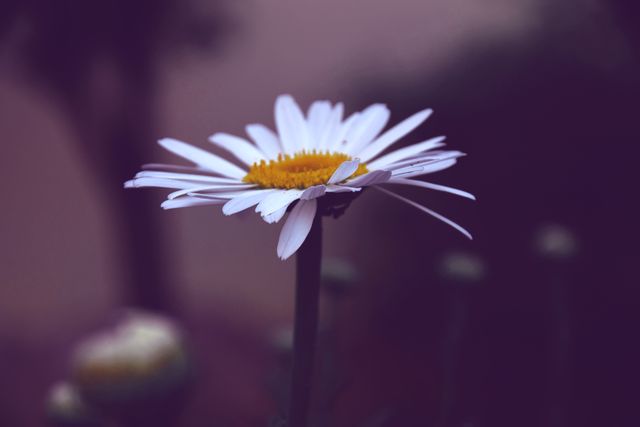 Single Daisy Flower Blooming in Soft Light - Download Free Stock Photos Pikwizard.com