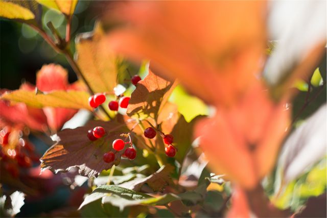 Image showcasing a close-up of an autumn branch with vibrant red berries basking in sunlight. Perfect for nature-themed designs, autumn promotions, gardening blogs, and fall-inspired artwork.