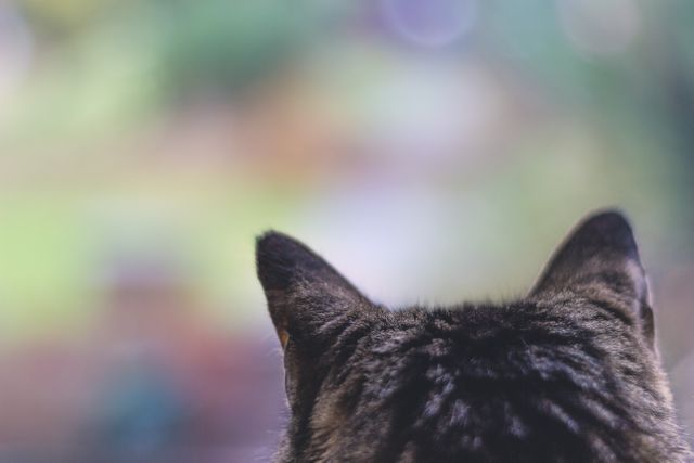 Cat's ears viewed from the back with a blurred garden background, perfect for blogs about cat behavior, observing nature, or peaceful moments. Ideal for use in pet care articles, gardening websites, and tranquil scenes in advertising.