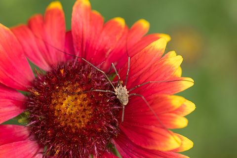 Harvestman resting on red and yellow blanket flower macro close-up nature insect detail