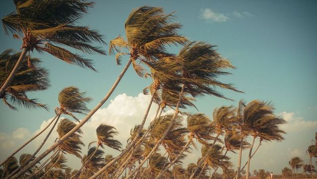 Swaying Palm Trees Against Blue Sky in Windy Tropical Landscape