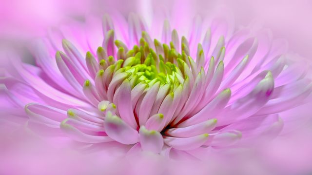Close Up of Delicate Pink Flower with Soft Focus Background - Download Free Stock Photos Pikwizard.com