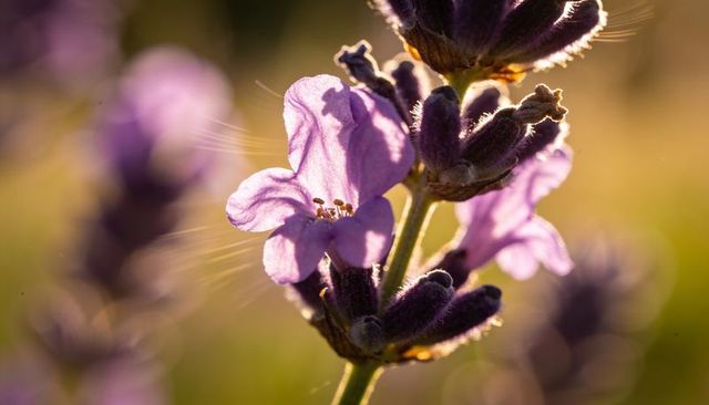 Lavender blossom catching golden backlight, rimlit purple petals and soft bokeh macro