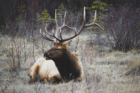 Bull Elk Resting with Impressive Antlers in Autumn Meadow North American Wildlife