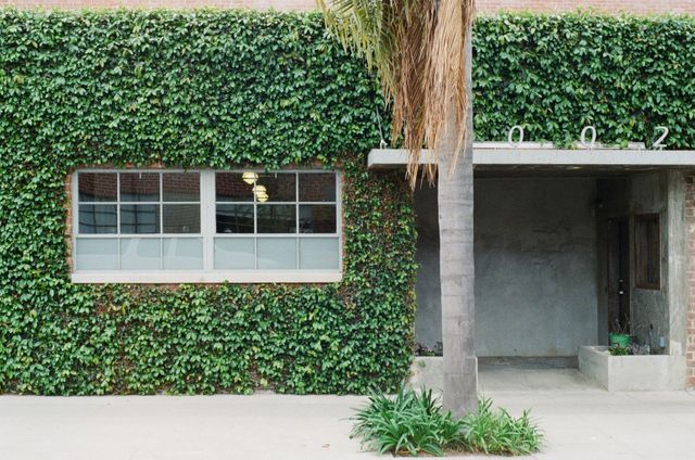 Green ivy covering a building wall with a large window and a palm tree. Suitable for themes including urban nature, eco-friendly architecture, and city landscapes.