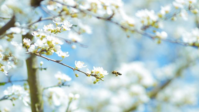 Bee hovering near white blossoms of a tree, reflecting springtime nature and pollination process. Ideal for promoting springtime events, nature appreciation, environmental campaigns, agricultural publications, and floral industry. Perfect for backgrounds related to natural beauty and seasonal changes.