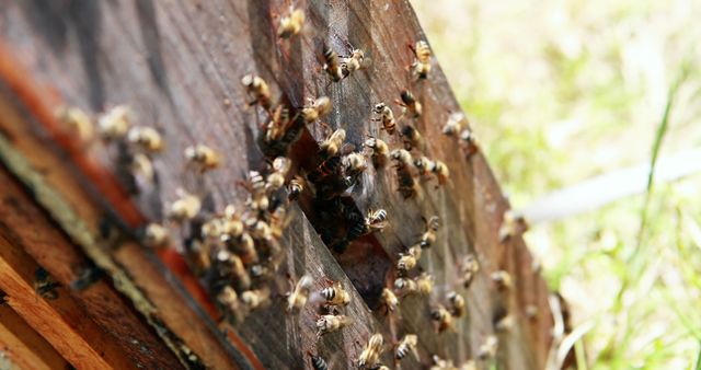 Busy bee colony swarming around entrance of old wooden hive. Ideal for illustrating roles of bees in nature, beekeeping practices, insect behavior, and environmental topics. Useful in educational content about bees or honey production organizations.