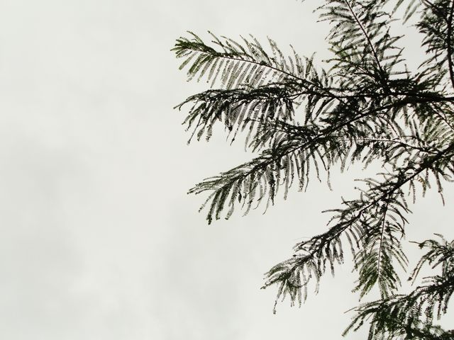 Close-up view of pine tree branches set against an overcast sky. Tree shows detailed foliage silhouetted against grey background, creating serene and calm atmosphere. Ideal for use in nature blogs, environmental campaigns, or as a peaceful background on websites related to outdoor activities or wellness.