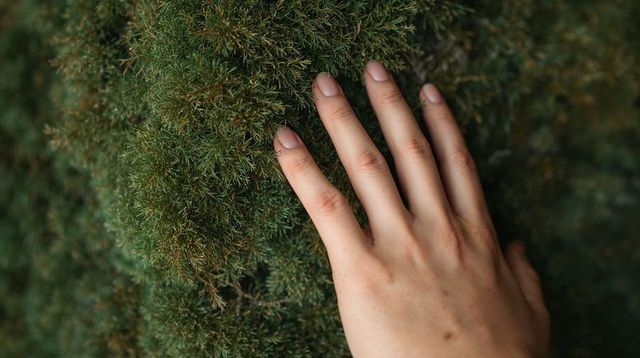 Hand touching soft green moss on tree trunk close-up conveying tactile nature connection
