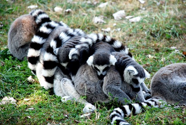 Ring-tailed lemurs cuddling on grass, showcasing close family bonds. Useful for topics on wildlife conservation, lemur behavior, and family togetherness. Ideal for educational materials, nature documentaries, and articles on endangered species.