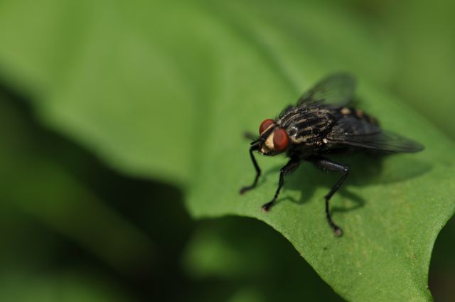 This close-up captures a housefly resting on a green leaf, focusing on the insect's intricate details such as its compound eyes and wing patterns. Ideal for use in educational materials about entomology, presentations on insect biology, or nature documentaries.
