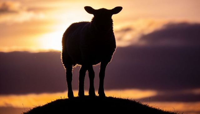 Silhouetted sheep standing on hill at sunset with golden rim light and layered clouds