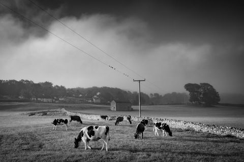 Cows Grazing in Misty Rural Countryside