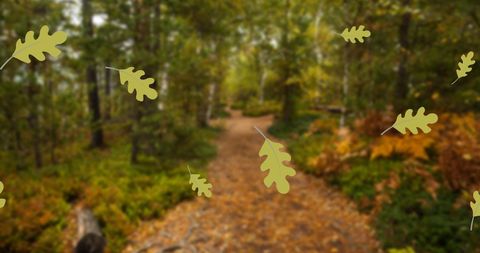 Peaceful Forest Path with Falling Autumn Leaves - Download Free Stock Images Pikwizard.com