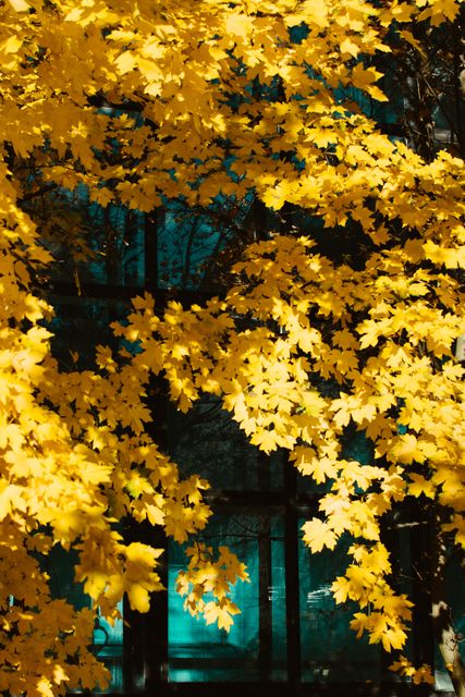 Bright yellow autumn leaves create a striking visual contrast against the reflective blue glass of a modern building. Capturing the beauty of fall in an urban setting, this nature-in-the-city scene is perfect for use in seasonal promotions, urban environmental themes, nature photography projects, and autumn-themed designs.