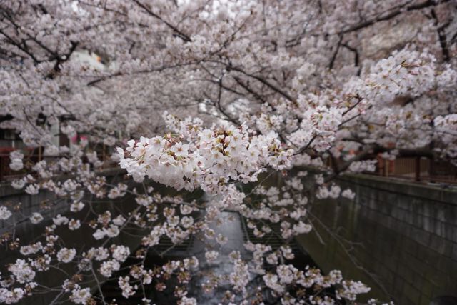 Cherry blossoms are in full bloom over a quiet canal. Flowering branches fill the scene, creating a tranquil and picturesque atmosphere. This image can be used for topics related to nature, springtime, Japanese culture, and travel destinations.