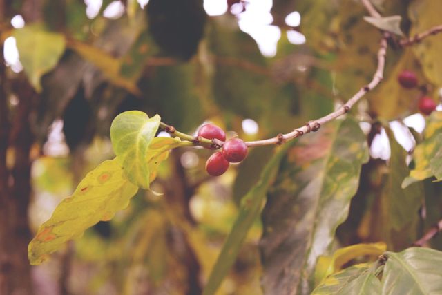 This stock photo of a coffee plant with ripe berries and green leaves is ideal for illustrating agricultural practices, tropical agriculture, and organic farming concepts. It can be used in articles, blogs, and marketing materials that focus on coffee production, botany, and sustainability in farming.