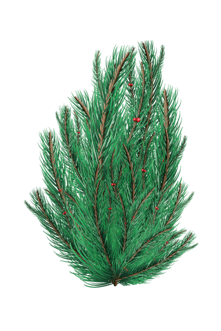 transparent green fir tree branches design with red berries - Download Free Stock Videos Pikwizard.com