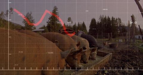 Feeding Pigs at Trough with Red Data Overlay for Farm Analytics and Livestock Monitoring