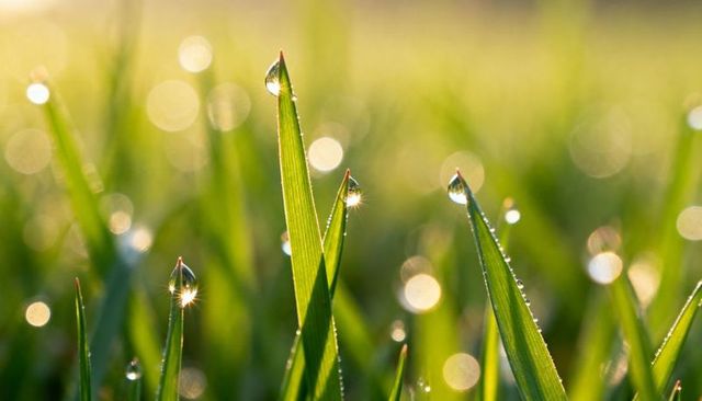 Glistening dew on grass blades catching warm dawn light with sparkling bokeh highlights
