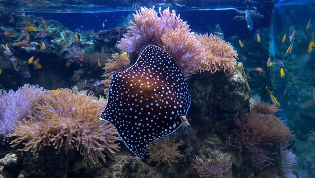 Gliding dark-spotted stingray over purple anemones and reef life in public aquarium tank