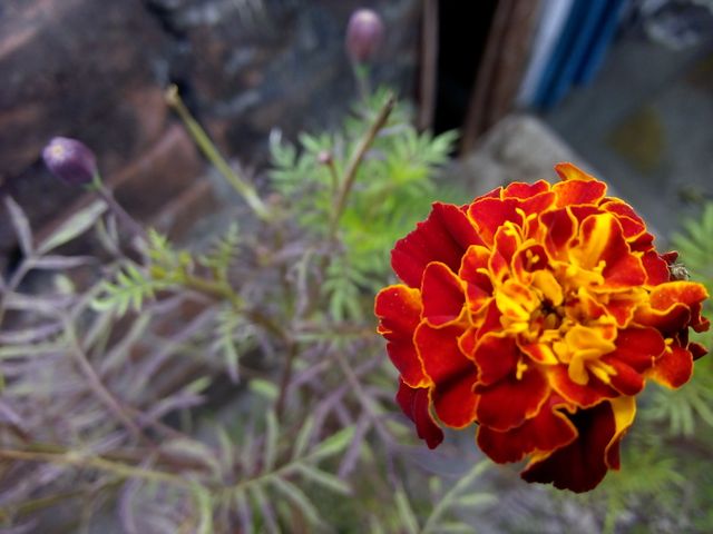 Vibrant marigold flower in full bloom with orange and yellow petals, seen in a garden. Ideal for use in garden blogs, spring-themed visuals, wallpaper, promotional materials for floral products, and nature photography collections.